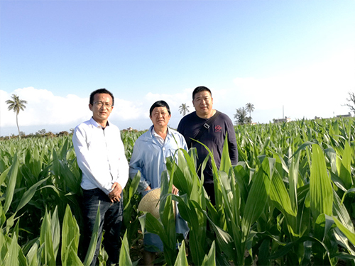 刘超总经理陪同省玉米品种审定委员会专家蔡士兵研究员在公司南繁基地视察工作